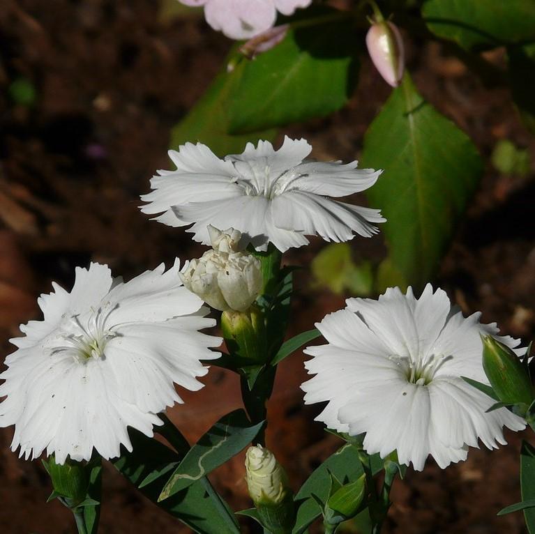 Dianthus 'PAS69818' ~ Ideal Select™ White Dianthus-ServeScape