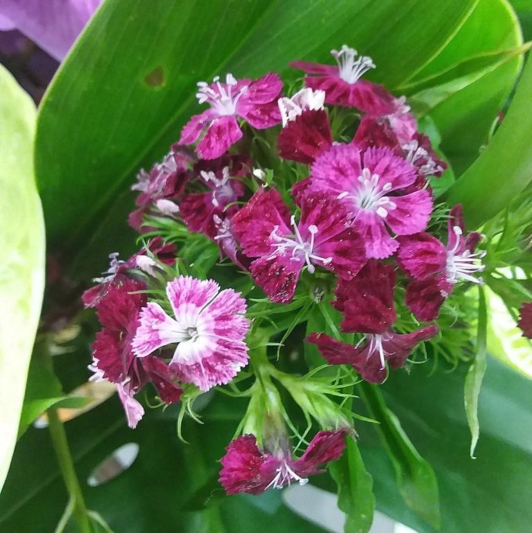 Dianthus 'PAS96815'' ~ Ideal Select™ Violet Dianthus-ServeScape
