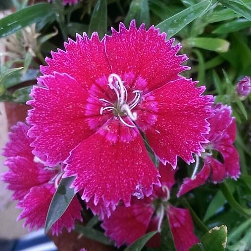 Dianthus 'PAS96815'' ~ Ideal Select™ Violet Dianthus-ServeScape