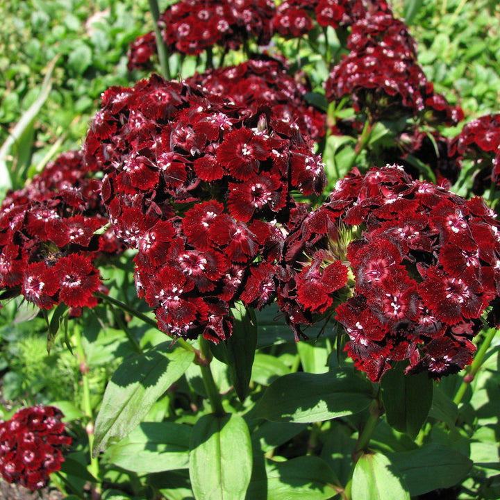 Dianthus barbatus 'Heart Attack' ~ Heart Attack Sweet William - Delivered By ServeScape