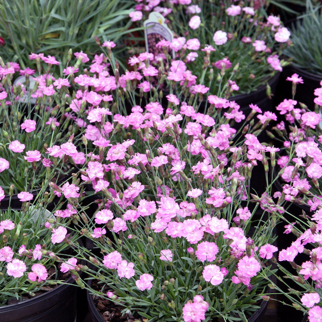 Dianthus gratianopolitanus 'Tiny Rubies' ~ Tiny Rubies Dianthus, Cheddar Pinks - Delivered By ServeScape