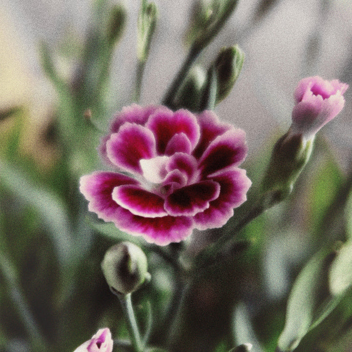 Dianthus plumaris 'Delilah Bicolor Purple' ~ Delilah™ Bicolor Purple Dianthus-ServeScape