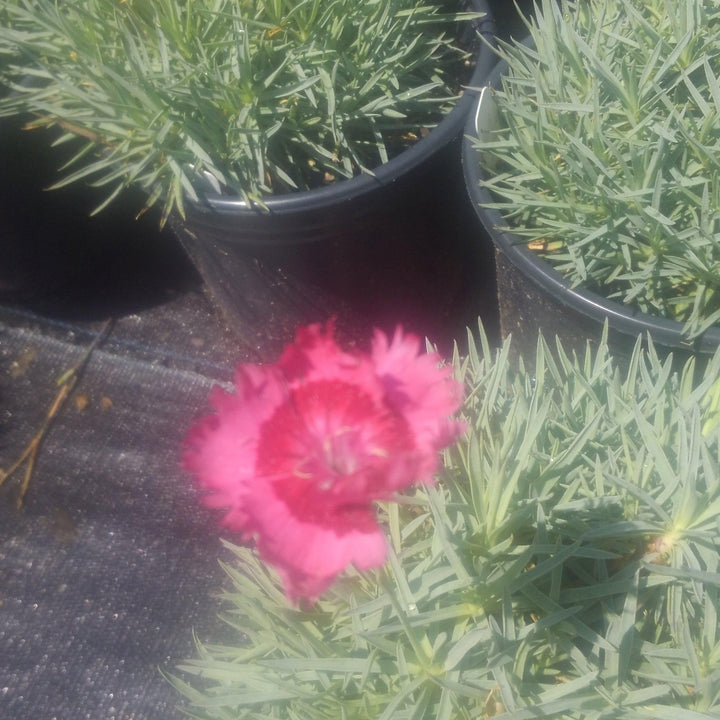 Dianthus plumarius 'Itsaul Pink'  ~ ItsSaul Pink Dianthus - Delivered By ServeScape