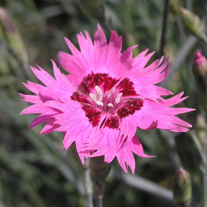 Dianthus plumarius 'Itsaul Pink' ~ ItsSaul Pink Dianthus-ServeScape