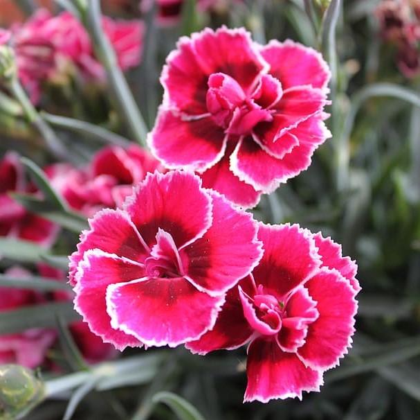 Dianthus x 'KLEDG11143 ~ EverLast™ Burgundy Blush Dianthus-ServeScape