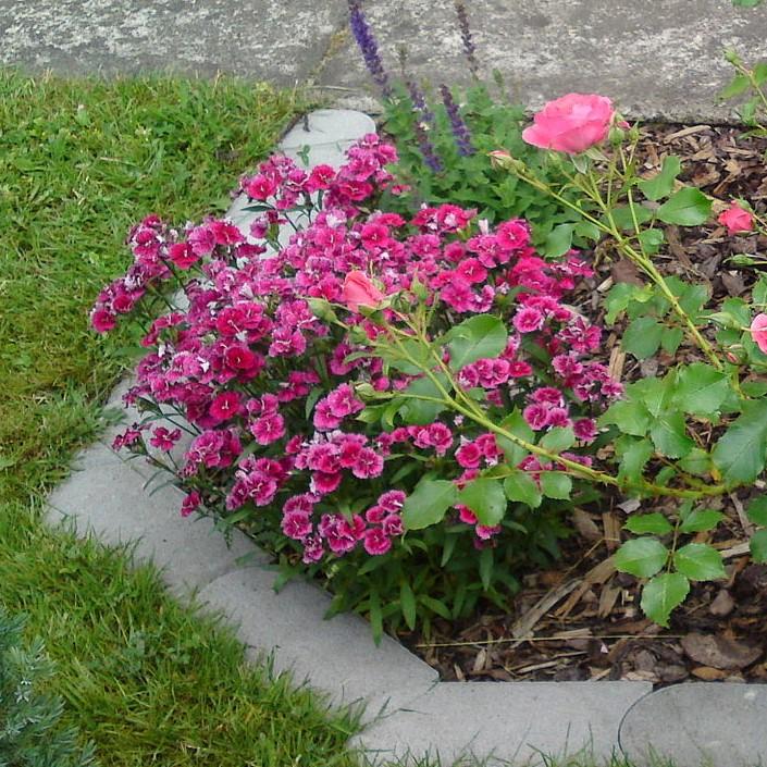 Dianthus x 'KLEDG11143 ~ EverLast™ Burgundy Blush Dianthus-ServeScape