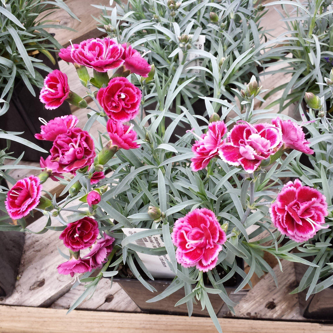 Dianthus x 'KLEDG11143 ~ EverLast™ Burgundy Blush Dianthus - Delivered By ServeScape