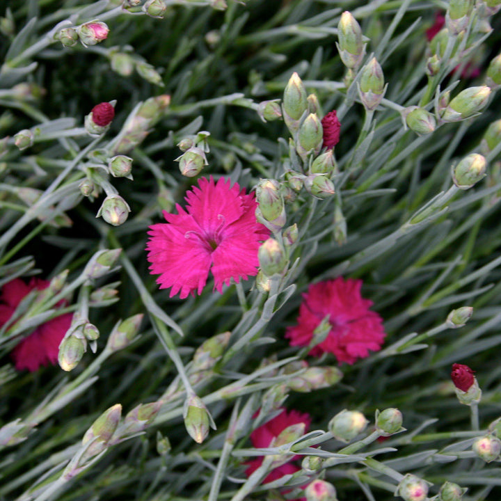 Dianthus x 'Neon Star' ~ Neon Star Dianthus - Delivered By ServeScape