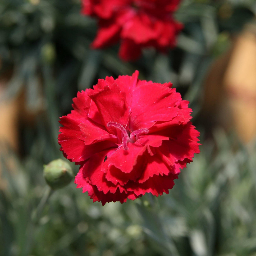 Dianthus x allwoodii 'Frosty Fire' ~ Frosty Fire Dianthus - Delivered By ServeScape