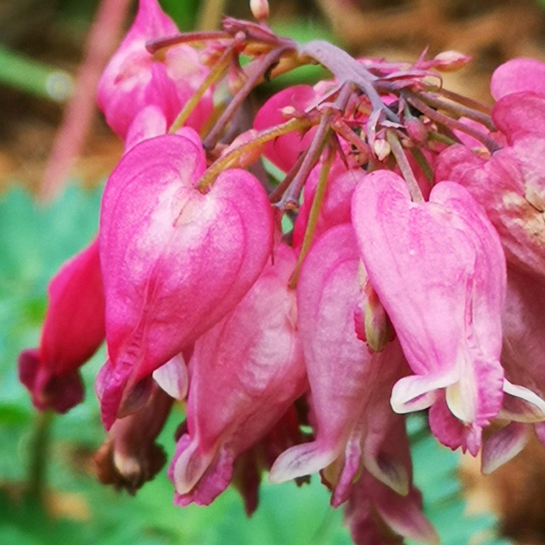 Dicentra 'Luxuriant' ~ Luxuriant Bleeding Heart-ServeScape