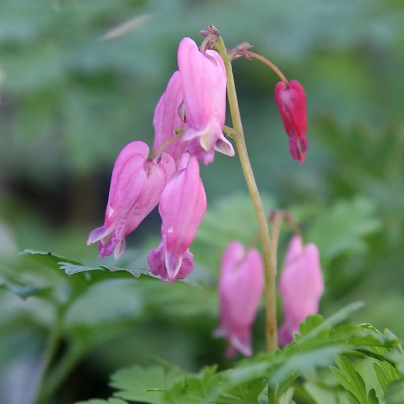 Dicentra 'Luxuriant' ~ Luxuriant Bleeding Heart-ServeScape