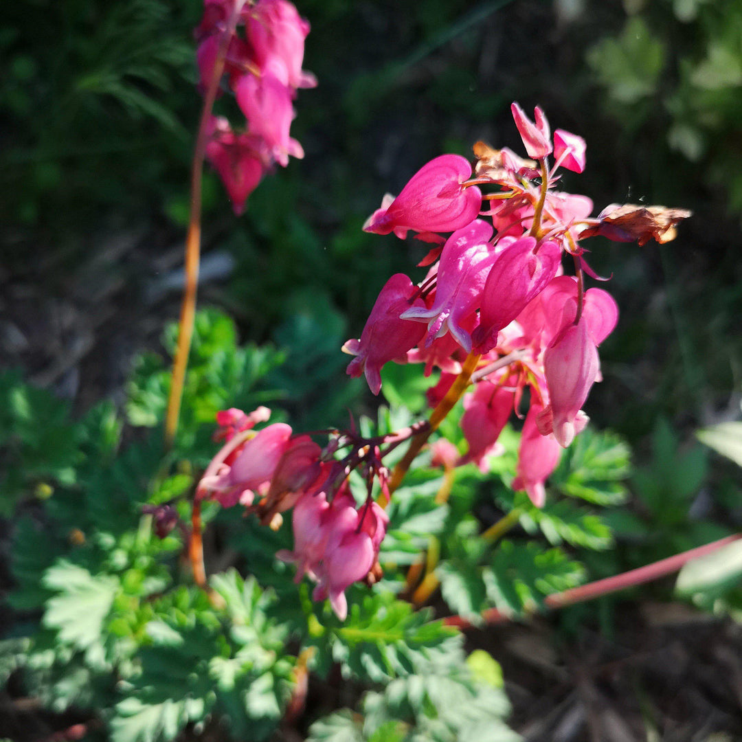 Dicentra 'Luxuriant' ~ Luxuriant Bleeding Heart - Delivered By ServeScape