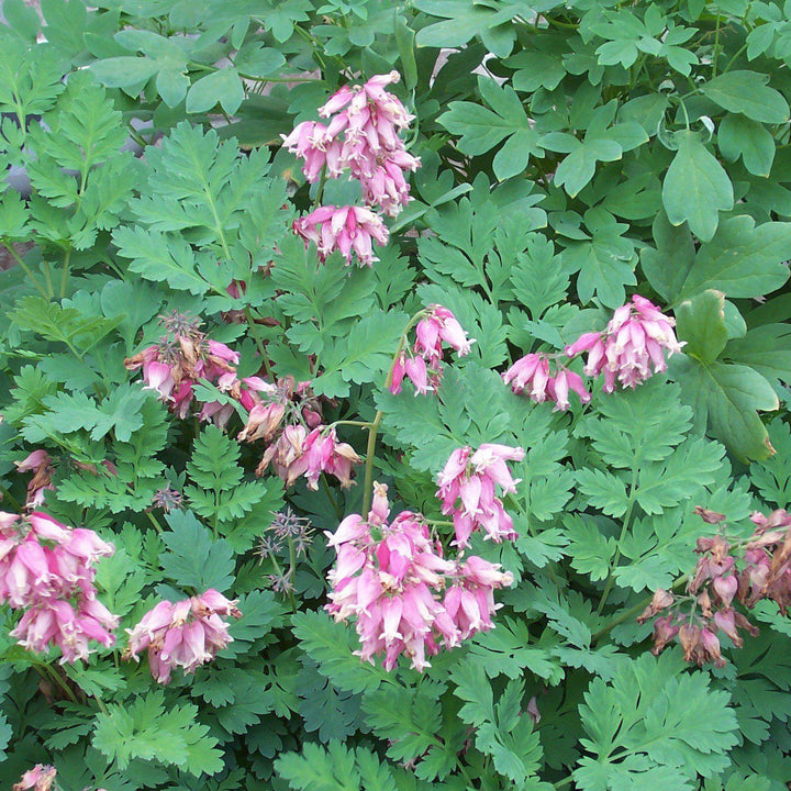 Dicentra eximia ~ Bleeding Heart - Delivered By ServeScape