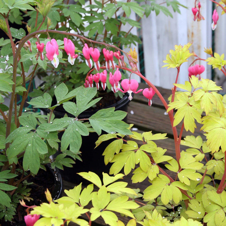 Dicentra spectablis 'Gold Heart' ~ Gold Heart Bleeding Heart - Delivered By ServeScape