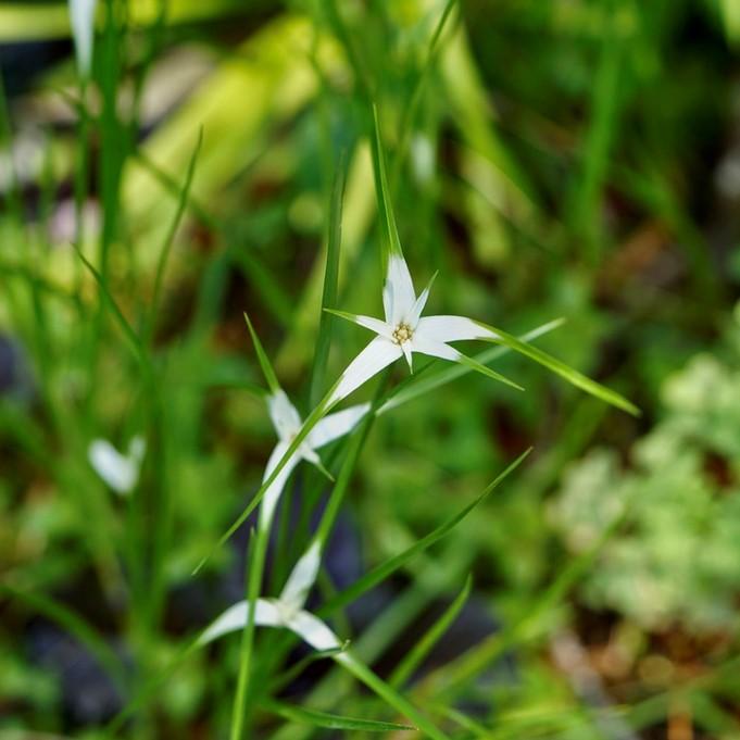 Dichromena latifolia ~ Star Rush, White-Top Sedge-ServeScape