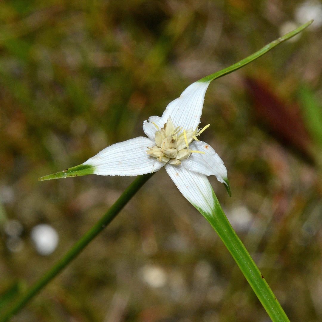 Dichromena latifolia ~ Star Rush, White-Top Sedge-ServeScape