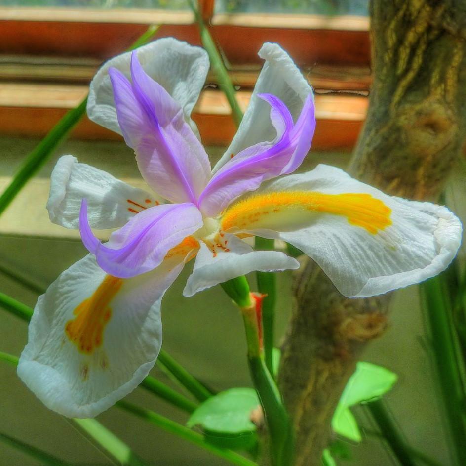 Dietes grandiflora ~ African Butterfly Iris-ServeScape
