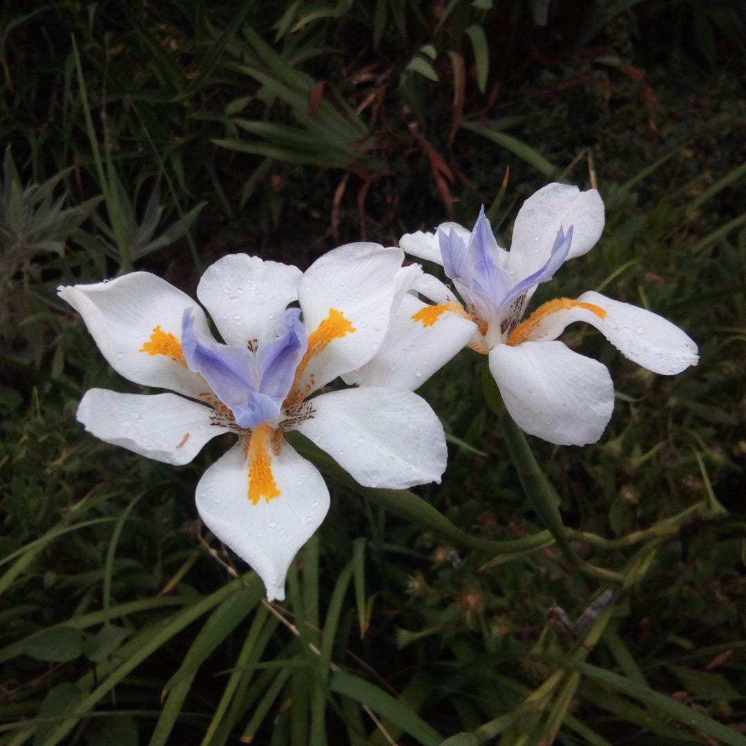 Dietes grandiflora ~ African Butterfly Iris-ServeScape