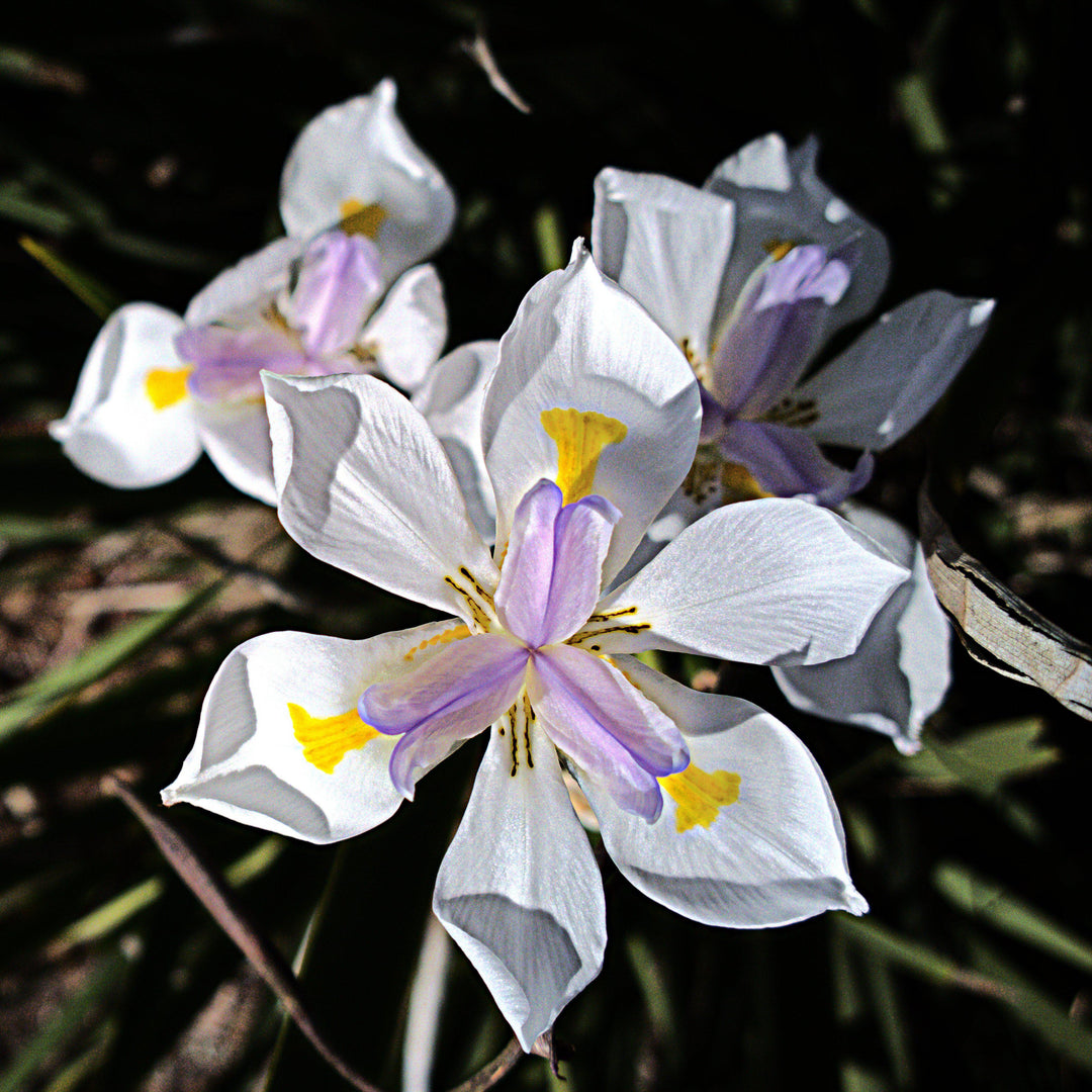 Dietes grandiflora ~ African Butterfly Iris - Delivered By ServeScape