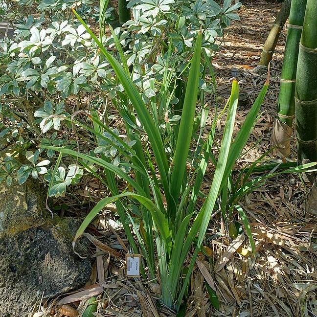Dietes vegeta ~ African Iris-ServeScape