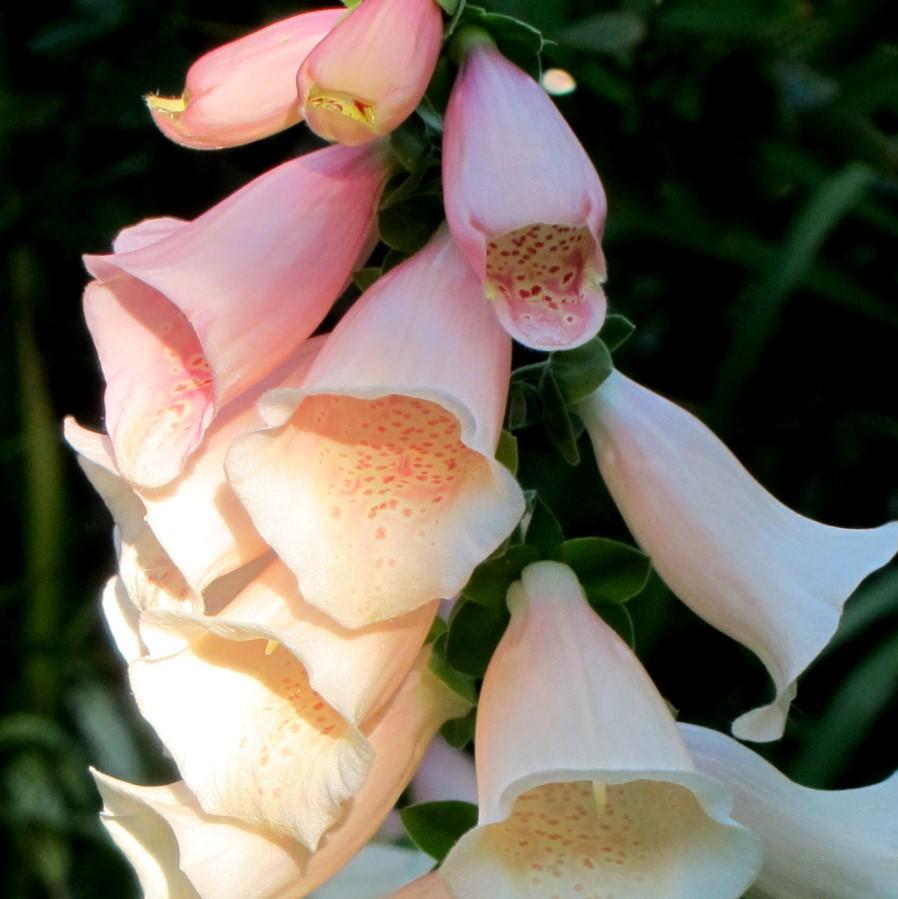 Digitalis purpurea 'Dalmatian Peach' ~ Dalmatian Peach Foxglove-ServeScape