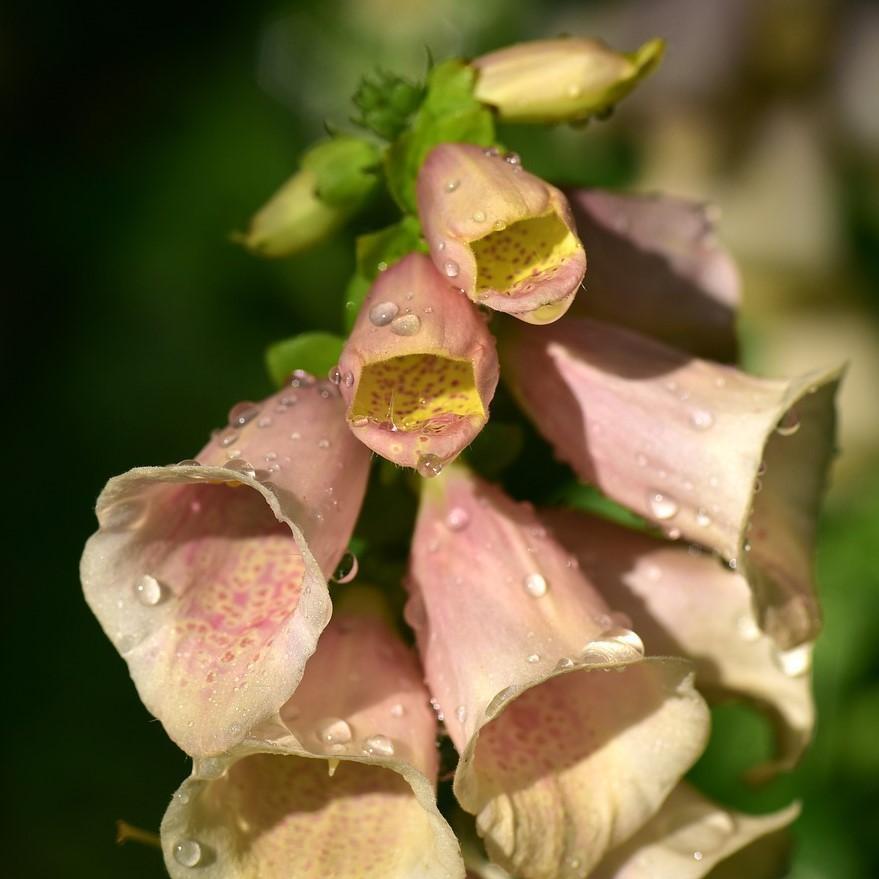 Digitalis purpurea 'Dalmatian Peach' ~ Dalmatian Peach Foxglove - Delivered By ServeScape