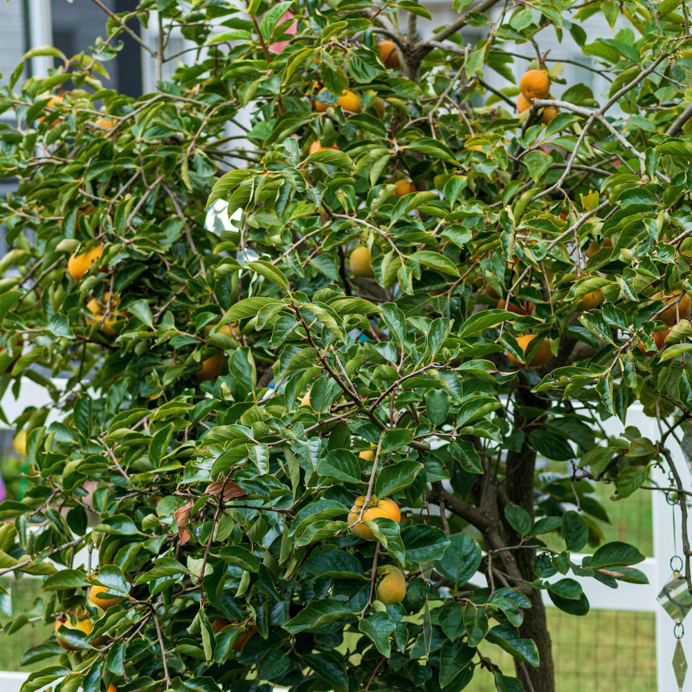 Diospyros kaki 'Fuyu' ~ Fuyu Japanese Persimmon-ServeScape