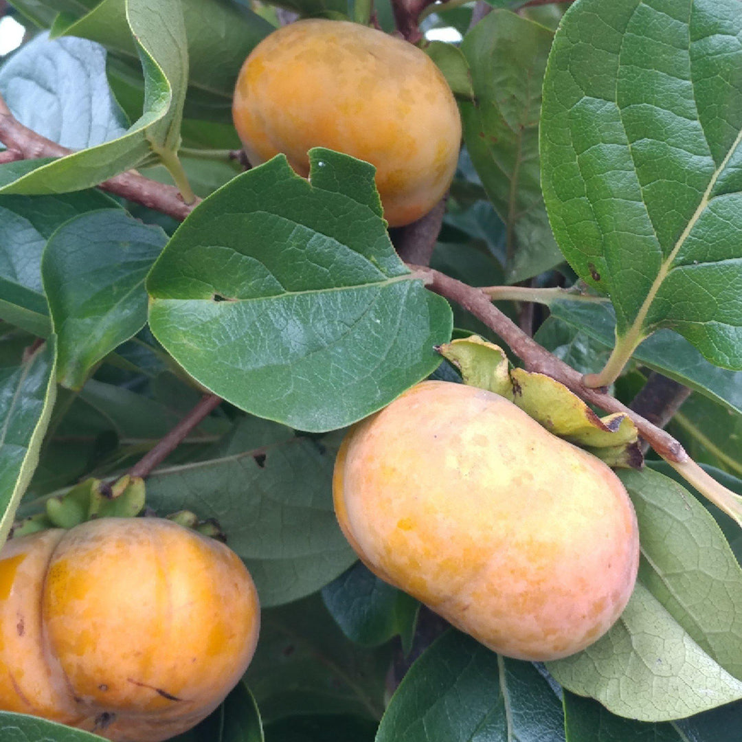 Diospyros kaki 'Fuyu' ~ Fuyu Japanese Persimmon - Delivered By ServeScape