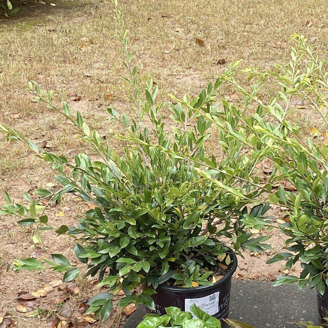 Bayou Bliss™ Distylium, Jewel Box™ Distylium, Distylium 'BLDY01