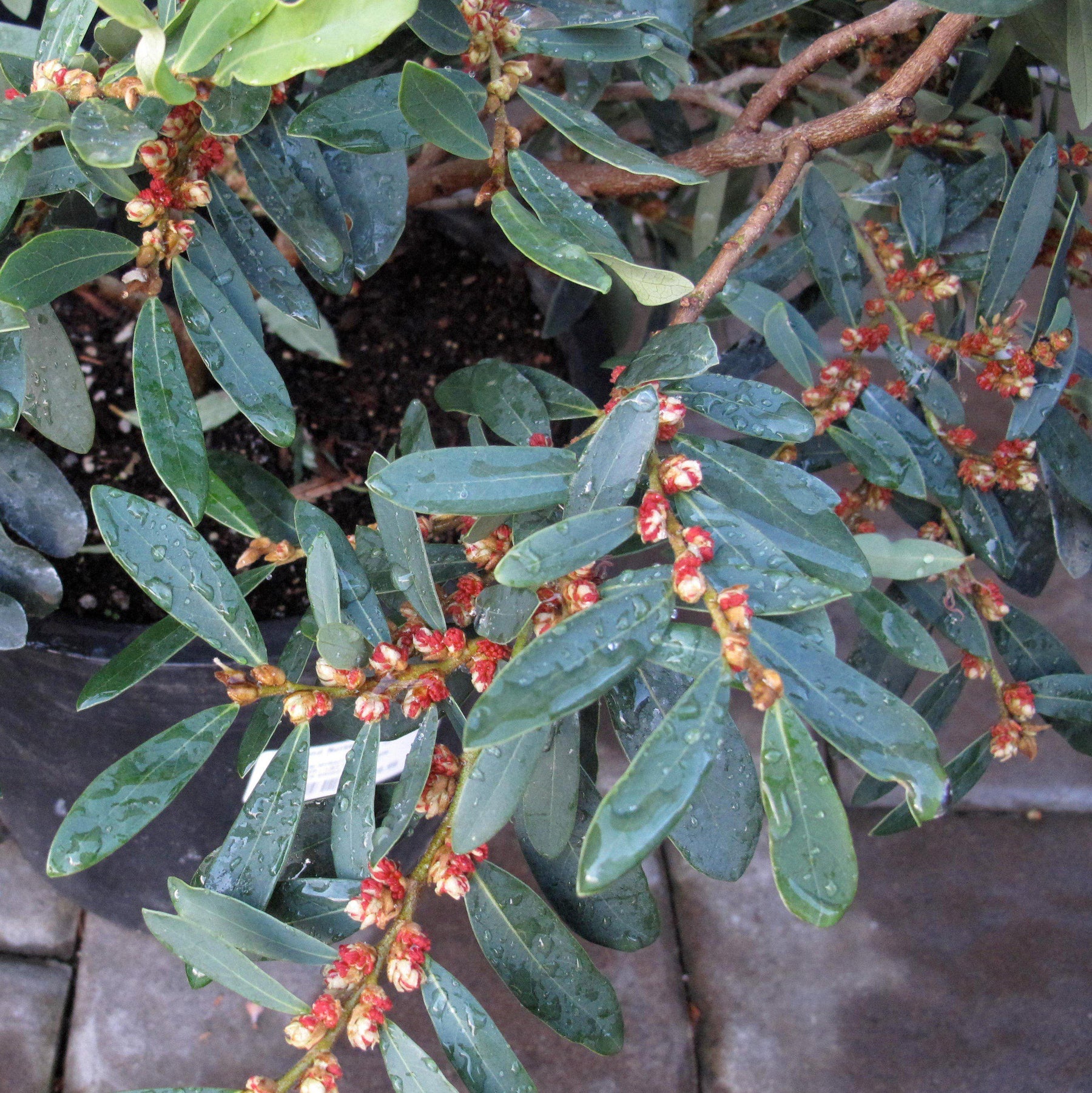 Bayou Bliss™ Distylium, Jewel Box™ Distylium, Distylium 'BLDY01