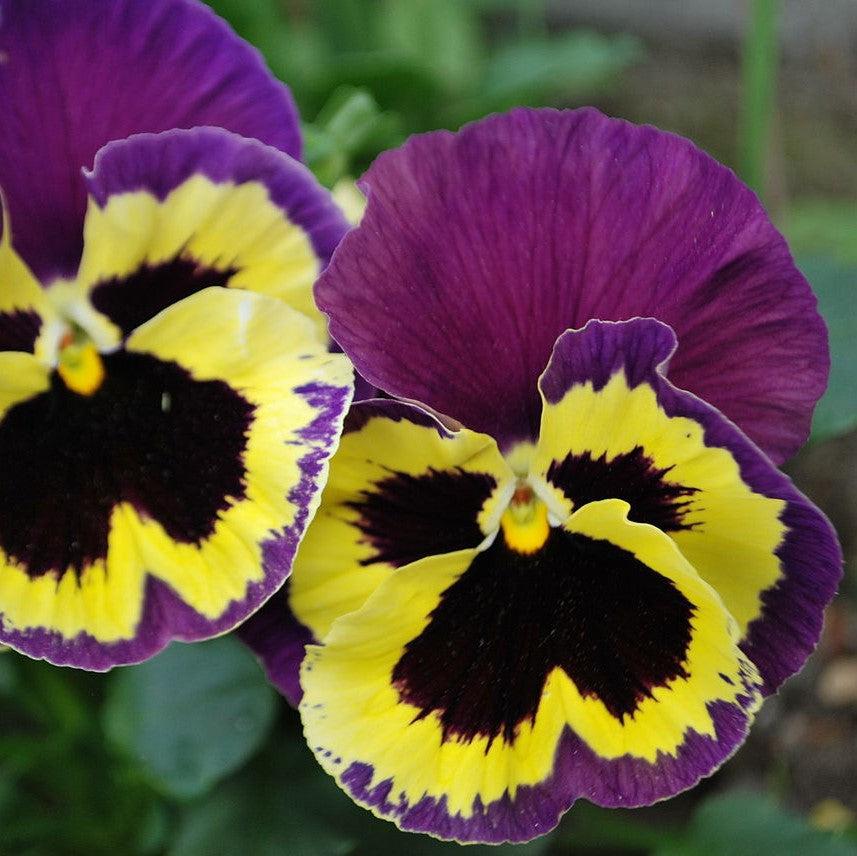 Viola x wittrockiana 'Inspire Plus Yellow Purple Wing' ~ Inspire® Plus Yellow Purple Wing Pansy-ServeScape