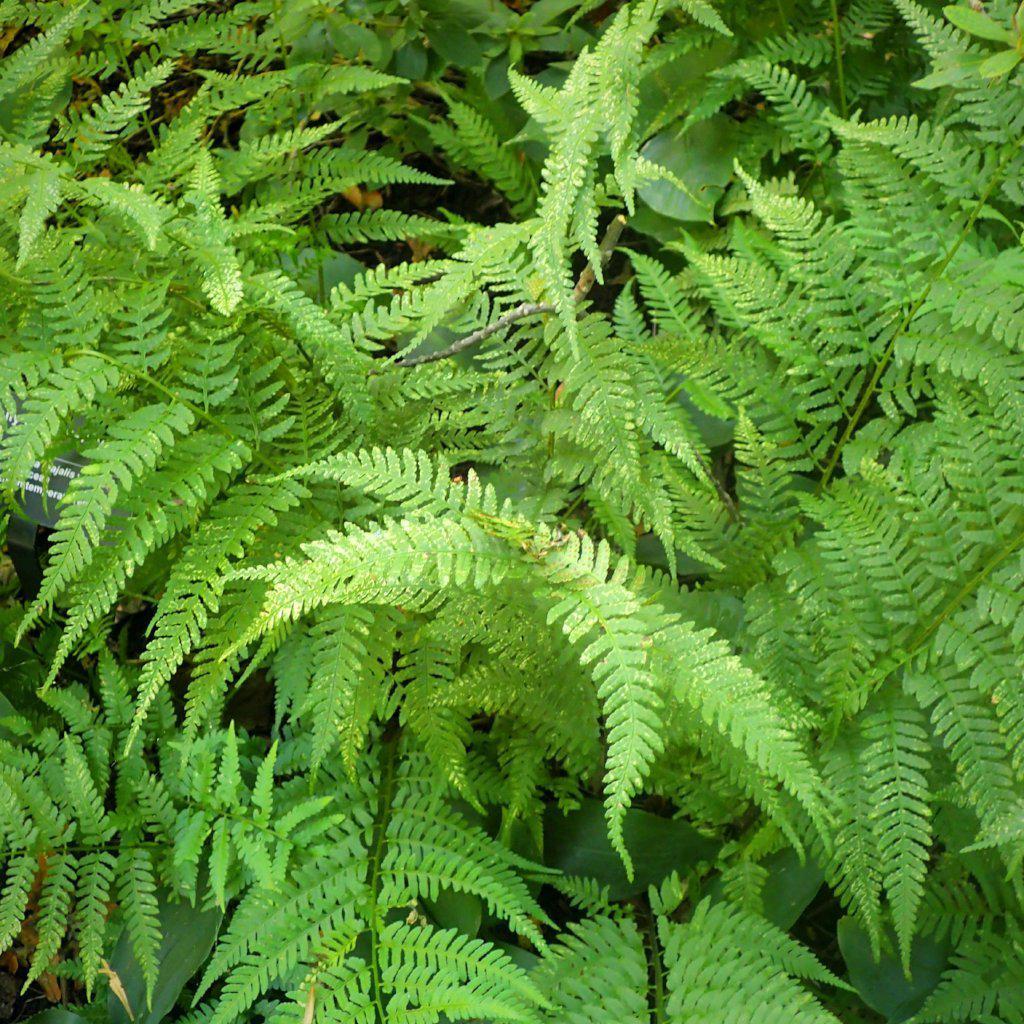 Log Fern - Dryopteris celsa – ServeScape