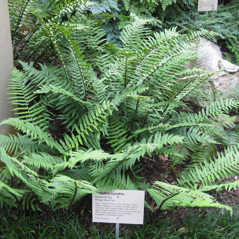 Dryopteris cycadina or D. atrata ~ Shaggy Shield Fern, Black Wood Fern-ServeScape