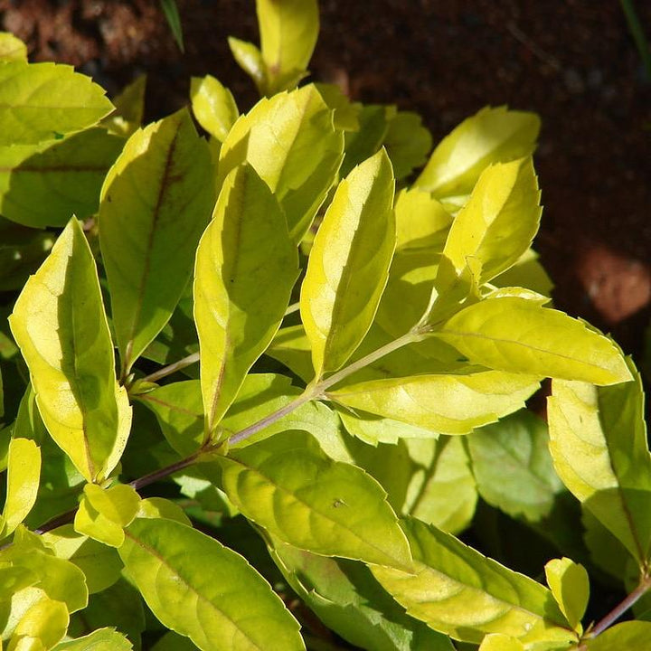 Duranta repens 'Aurea' ~ Gold-leaf Sky Flower-ServeScape
