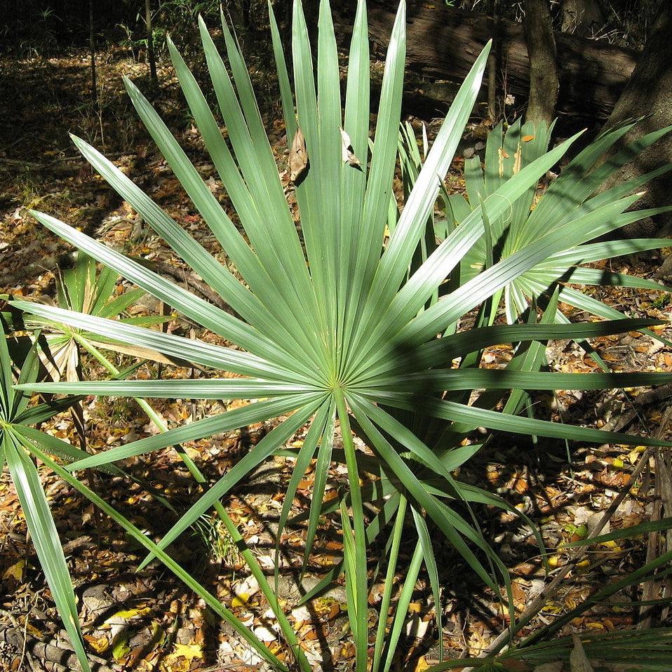 Sabal minor ~ Sabal Palm-ServeScape