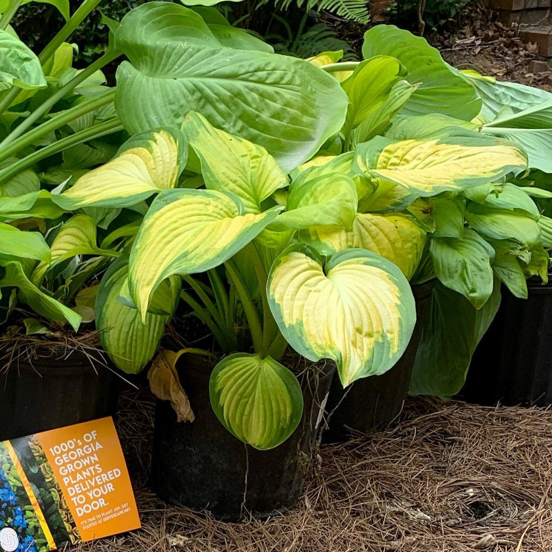 Hosta 'Stained Glass' ~ Stained Glass Hosta-ServeScape