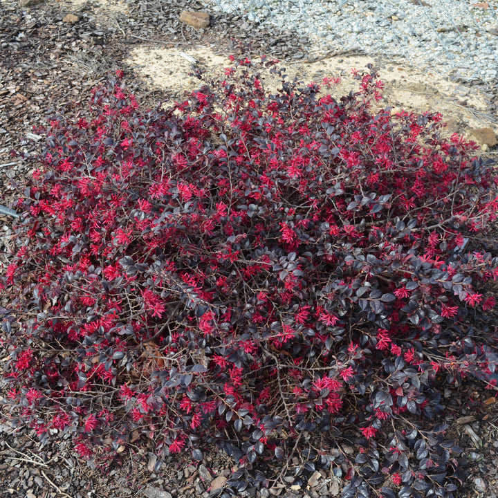 Loropetalum chinense 'CANRL01' ~ Ever Red Mini® Fringe Flower-ServeScape