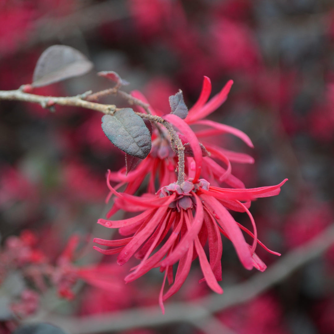 Loropetalum chinense 'CANRL01' ~ Ever Red Mini® Fringe Flower-ServeScape