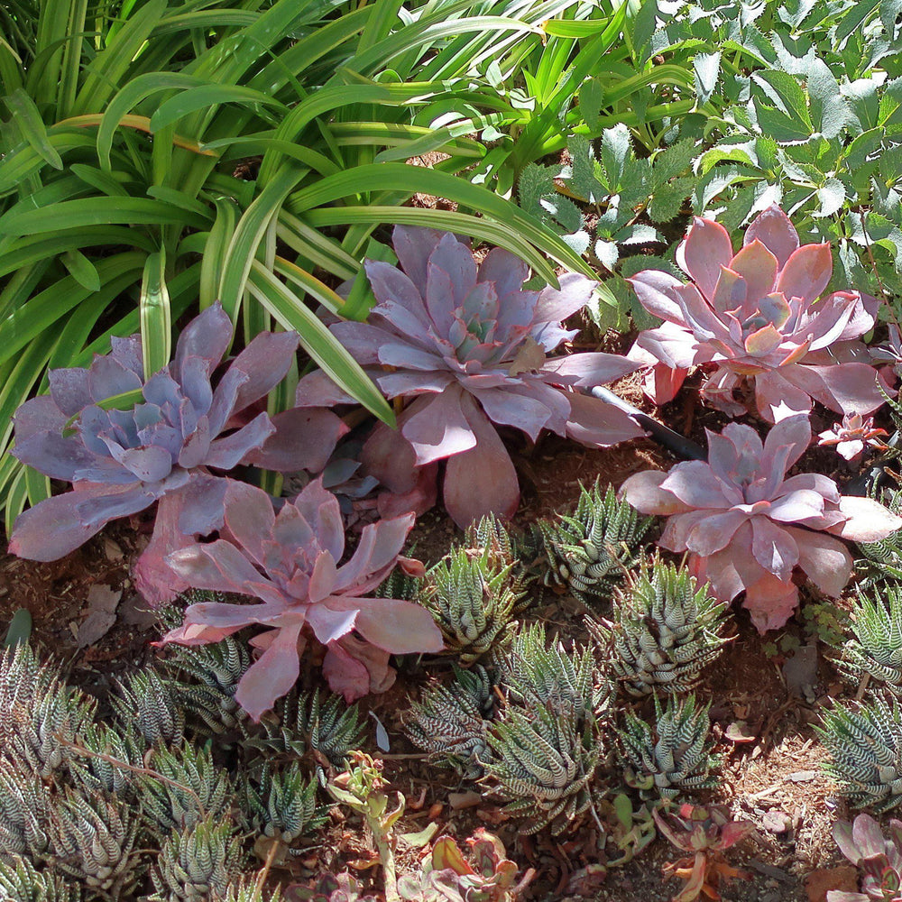 Echeveria 'Afterglow' ~ Afterglow Echeveria, Mexican Hens and Chicks-ServeScape