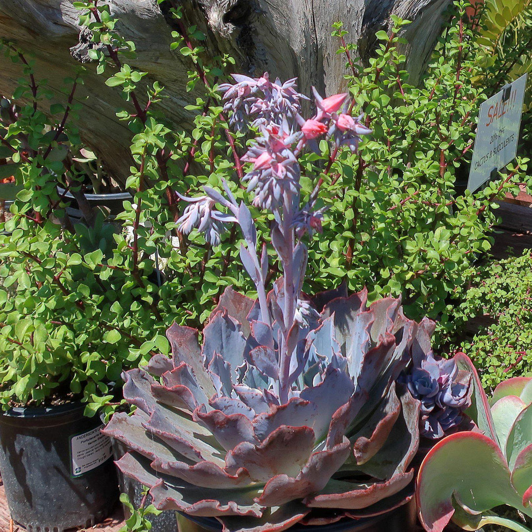 Echeveria 'Afterglow' ~ Afterglow Echeveria, Mexican Hens and Chicks-ServeScape