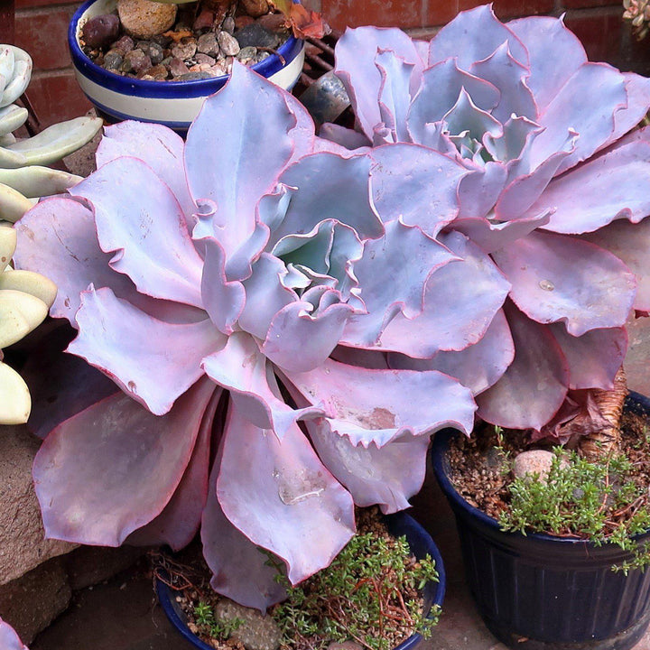 Echeveria 'Afterglow' ~  Afterglow Echeveria, Mexican Hens and Chicks - Delivered By ServeScape
