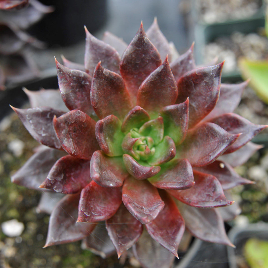Echeveria 'Black Prince' ~ Black Prince Echeveria, Mexican Hens and Chicks-ServeScape