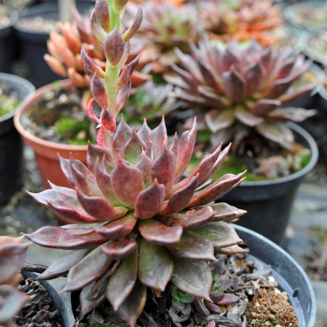 Echeveria 'Black Prince' ~ Black Prince Echeveria, Mexican Hens and Chicks-ServeScape