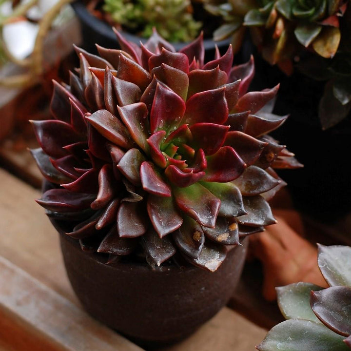 Echeveria 'Black Prince' ~ Black Prince Echeveria, Mexican Hens and Chicks - Delivered By ServeScape