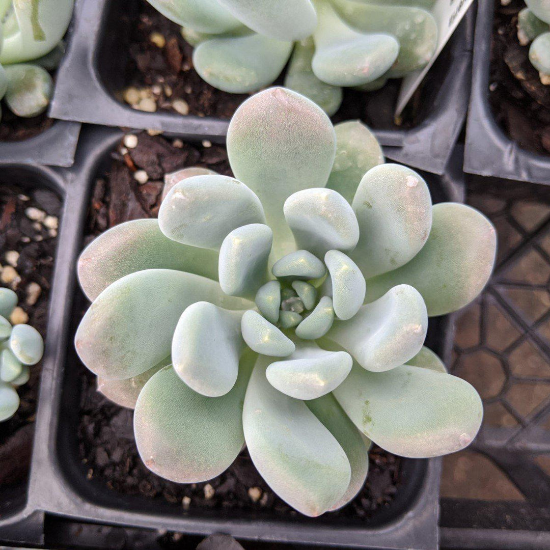 Echeveria Elegans ~ Mexican Snowball - Delivered By ServeScape