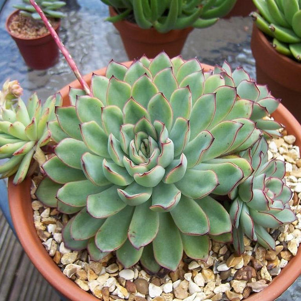 succulent echeveria pulidonis Pulido's Echeveria