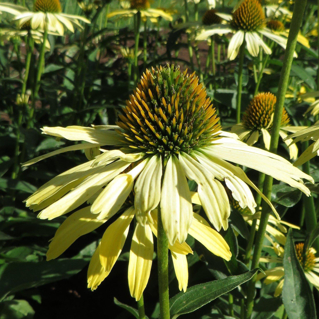 Echinacea 'Cleopatra' ~ Cleopatra Echinacea, Coneflower - Delivered By ServeScape