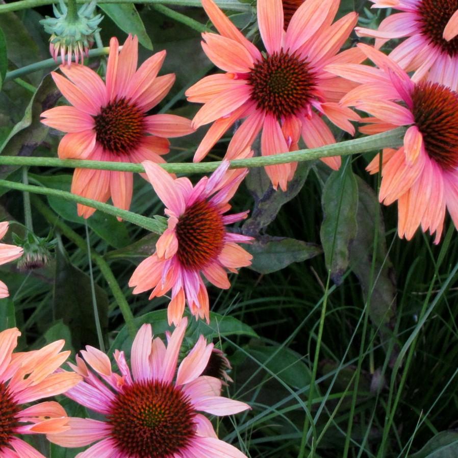 Echinacea 'Evan Saul' PP17659 ~ Big Sky™ Sundown Echinacea-ServeScape