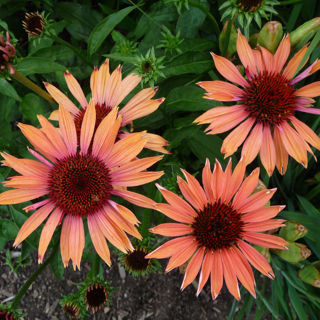 Echinacea 'Evan Saul' PP17659 ~ Big Sky™ Sundown Echinacea - Delivered By ServeScape