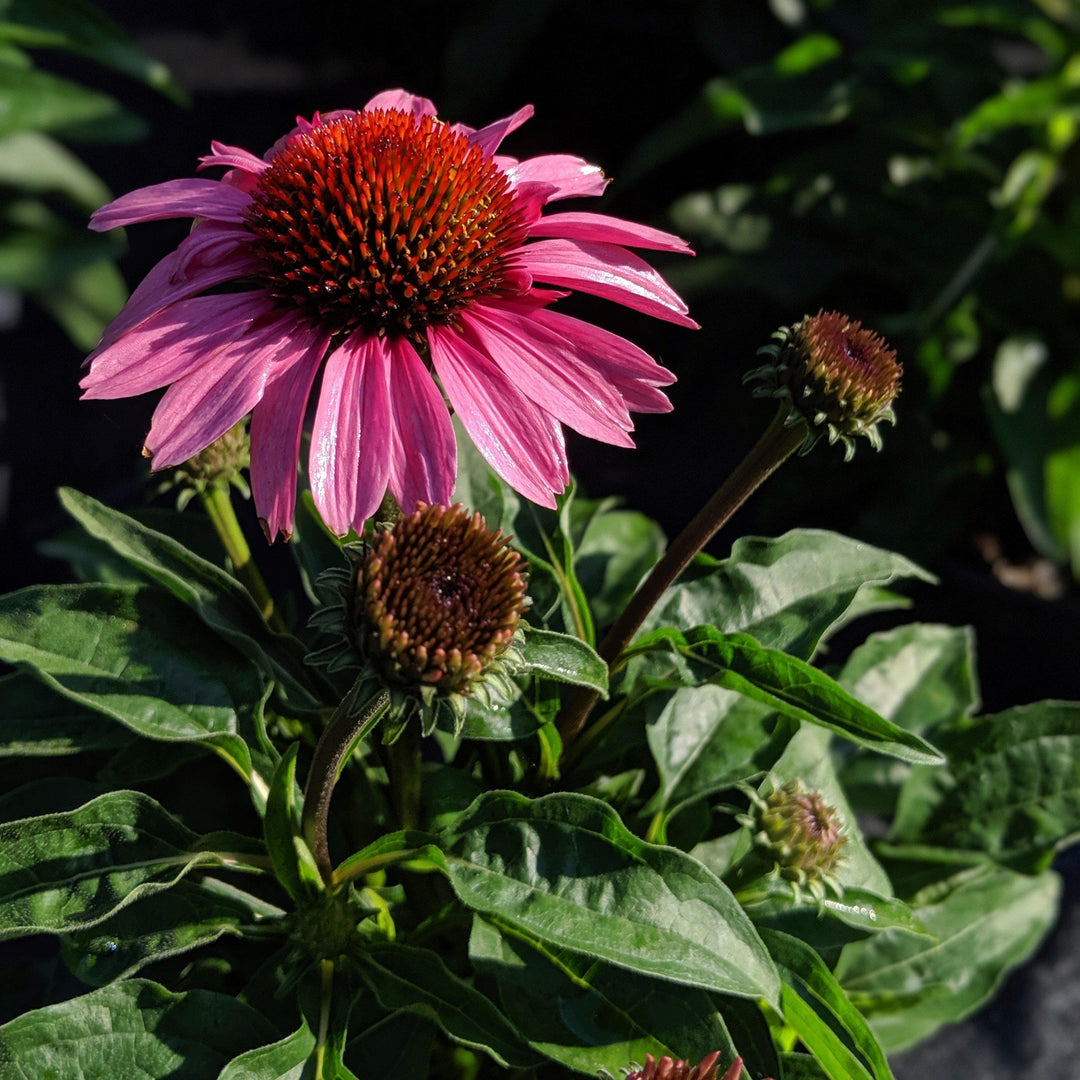 Echinacea 'Gemini Pink' PP22102~ Big Sky™ Double Pink Echinacea